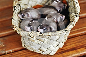 Homemade ferrets in a birch bark basket