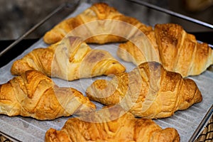 Homemade freshly baked delicious croissants lie on a baking sheet