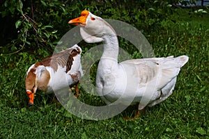 Homemade geese on a green grass.