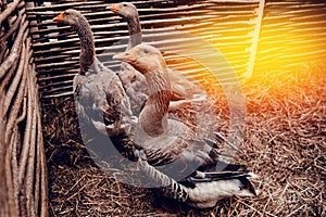 Homemade geese sit in a pen on the farm and carry eggs.