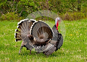 Spring mood of the gobblers. photo