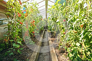 Homemade greenhouse with growing ripe tomato and cucumber plants.