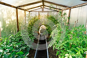 Homemade greenhouse with rows of cultivation