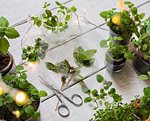 Homemade herbs in pots and glass jars