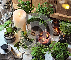 Homemade herbs in pots and glass jars