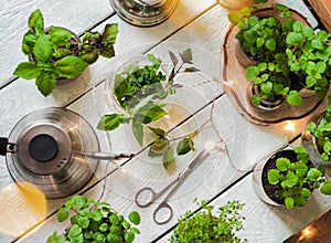 Homemade herbs in pots and glass jars