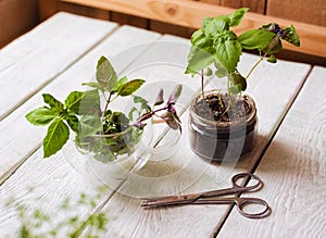 Homemade herbs in pots and glass jars