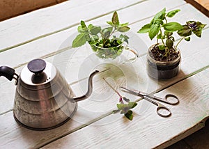 Homemade herbs in pots and glass jars