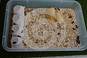 homemade mealworm farm. many tenebrions turned beetle photo