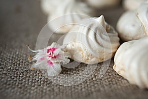 Homemade meringue cookies  on rustic background