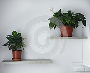homemade potted flowers stand on shelves on the stine. minimalism in the design of the apartment