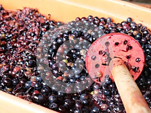 Homemade pounding of dark grapes