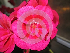 Homemade raspberry geranium on the window.