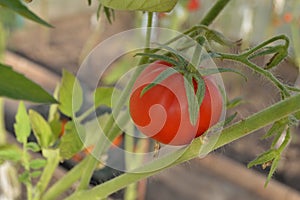 Homemade Red and Delicious Tomatoes in the Garden