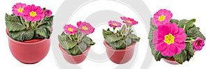 Homemade red primroses in red pot