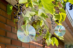 Homemade reflective bird repellent made of an old music computer laser discs outdoors on grape plant.