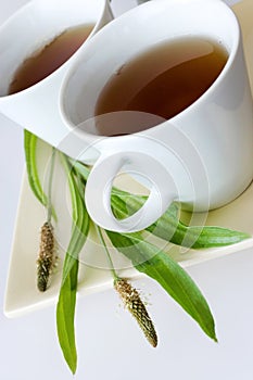 Homemade remedy - herbal plantain tea plantago lanceolata - he