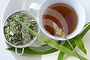 Homemade remedy - herbal plantain tea plantago lanceolata - he