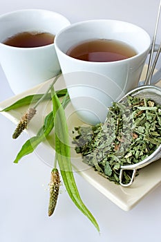 Homemade remedy - herbal plantain tea plantago lanceolata - he