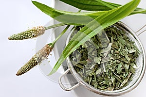 Homemade remedy - herbal plantain tea plantago lanceolata - he