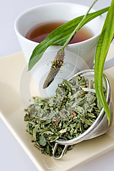 Homemade remedy - herbal plantain tea plantago lanceolata - he