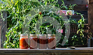 Homemade salsa on display with tomato plant background