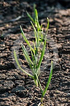 homemade sprouted green onions outdoors in the garden. Onions germinate in early spring