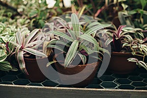 Homemade succulent plants in the pots