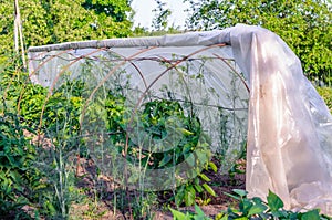 Homemade summer greenhouse in the vegetable garden