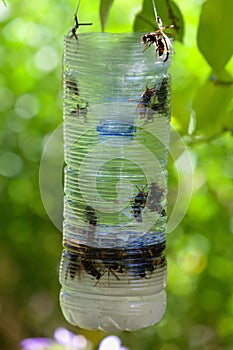 Homemade trap for Asian hornet