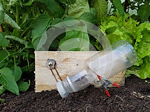 homemade trap for mice in vegetable garden greenhouse. trap to control mouse