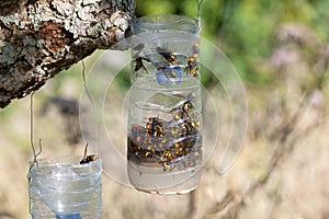 Homemade traps to fight the invasion of the Asian giant hornet photo
