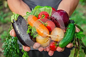 Homemade vegetables in the hands of men. harvest. selective focus.