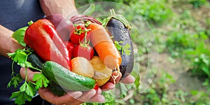 Homemade vegetables in the hands of men. harvest. selective focus