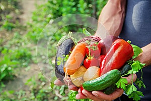 Homemade vegetables in the hands of men. harvest. selective focus