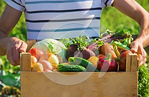 Homemade vegetables in the hands of men. harvest. selective focus.