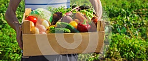 Homemade vegetables in the hands of men. harvest. selective focus.