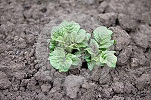 Homemade vegetative young green potatoes on a vegetable plantation in the garden