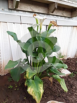 Homemade window sill above lilies just gives this a classic femine look