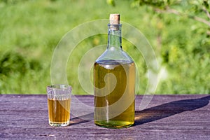 Homemade wine in a big glass bottle on nature background in garden