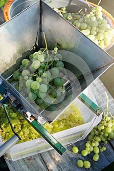 Homemade winemaking; grape crusher and white grape