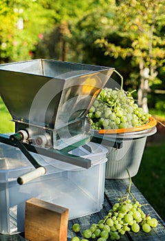 Homemade winemaking; grape crusher and white grape on garden background