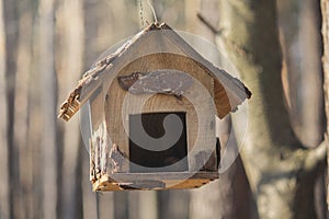 Homemade wooden bird feed