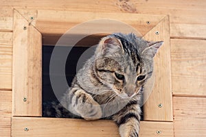 homemade wooden house for cats