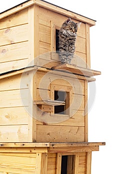 homemade wooden house for cats