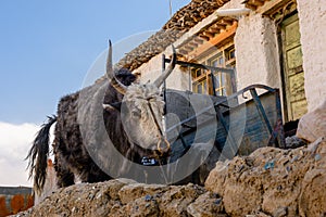 Homemade yaks in a Tibetan village