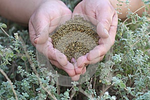 Homemade Zaâ€™atar Spice.  The harvesting end processing of zaatar herb plant