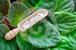Homeopathic globules in scoop on green leaves of Violet saintpaulia.