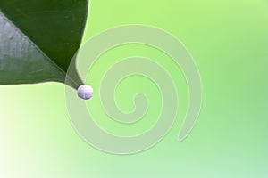 Homeopathic Globules on the tip of a green leaf on green mix yellow background