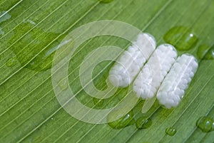 Homeopathic pills and a green leaf